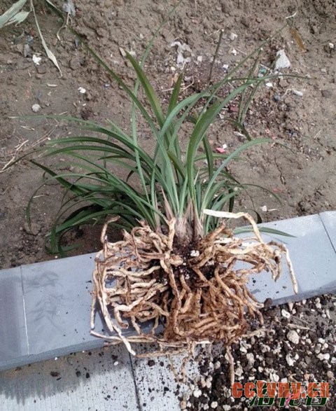 兰花什么时候换盆