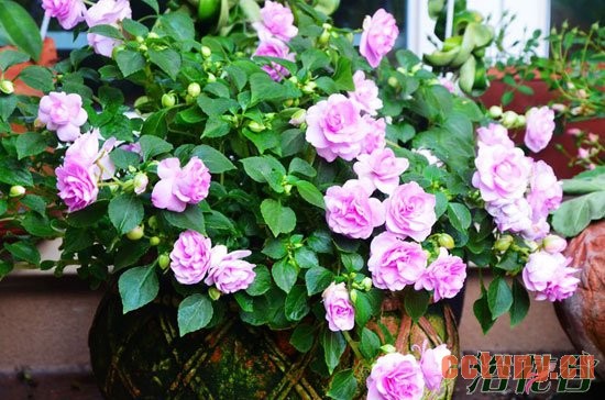 重瓣凤仙花栽培管理(经验版)