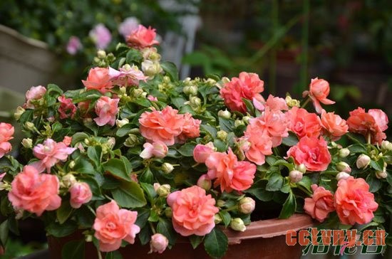 重瓣凤仙花栽培管理(经验版)