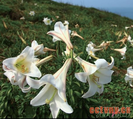 野百合和百合的区别