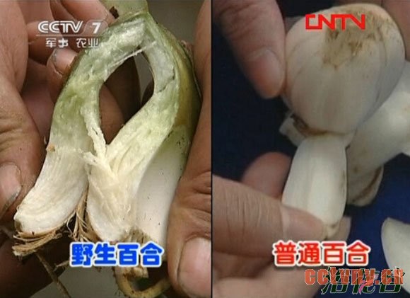 野百合和百合的区别