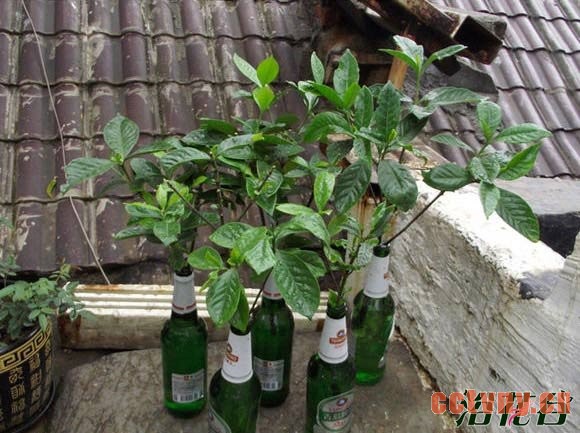 水培栀子花(图文详解)