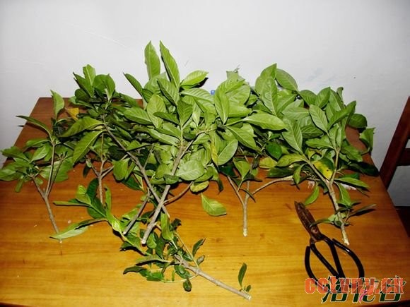 水培栀子花(图文详解)