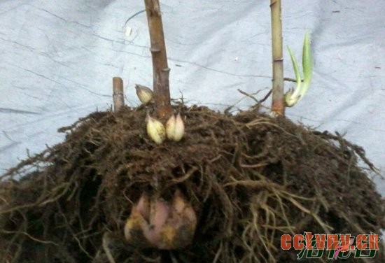 百合花谢了怎么办