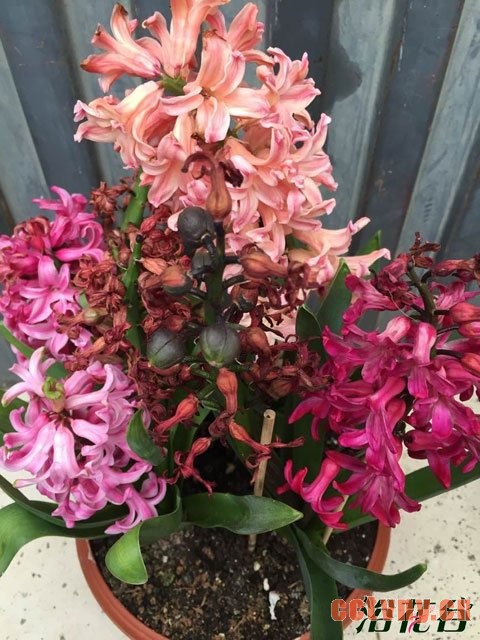 风信子结果吗(图)