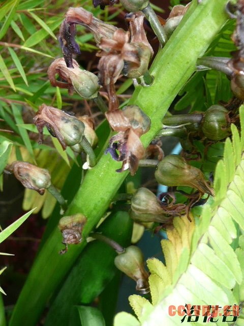 风信子结果吗(图)