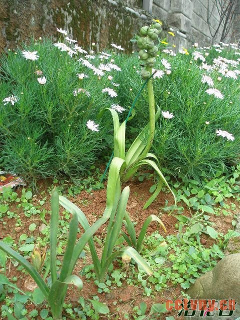 风信子结果吗(图)