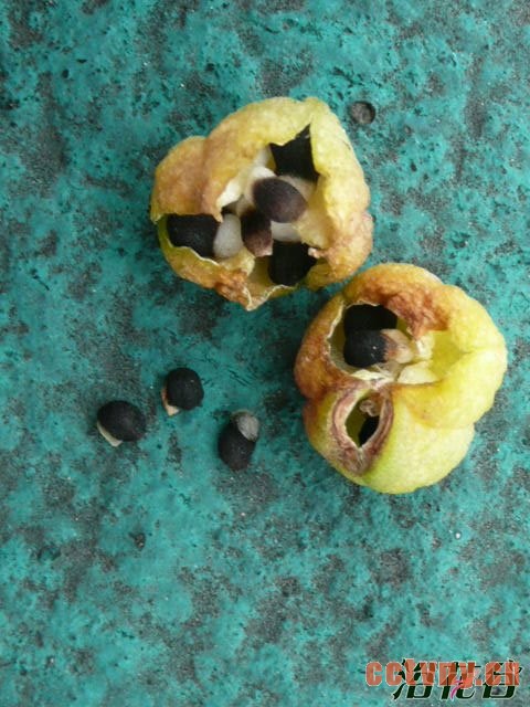 风信子结果吗(图)