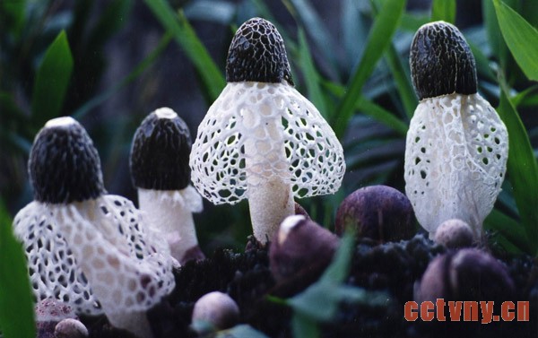 高益槐一举打破竹荪无法人工栽培的断言。