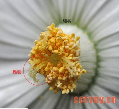 番杏科播种(基础要点)