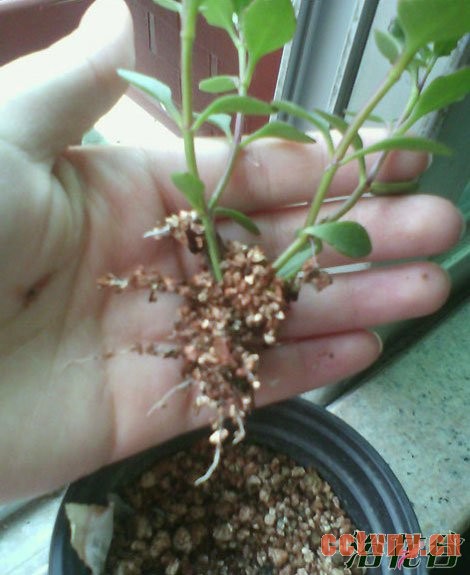 宫灯长寿花的繁殖方法