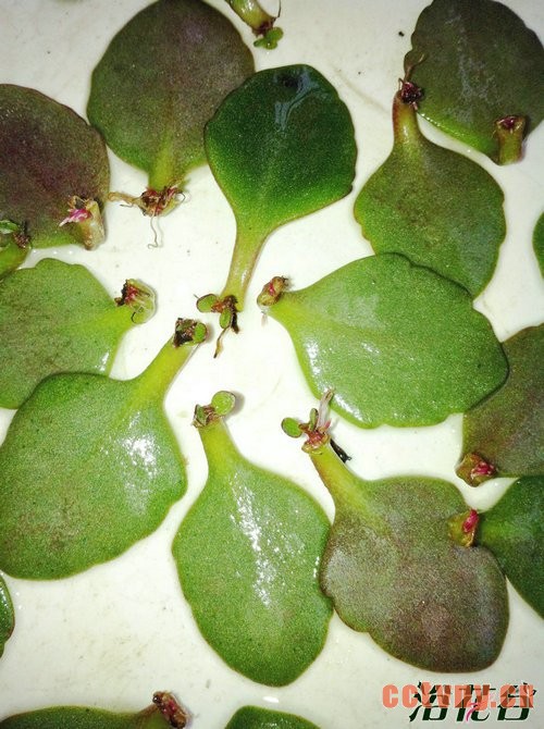 宫灯长寿花的繁殖方法