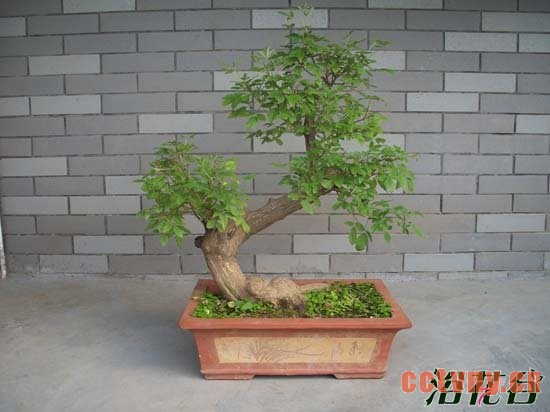 黄荆盆景制作方法