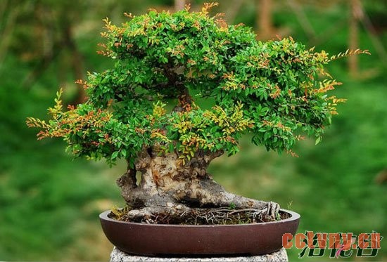 榔榆盆景怎么养