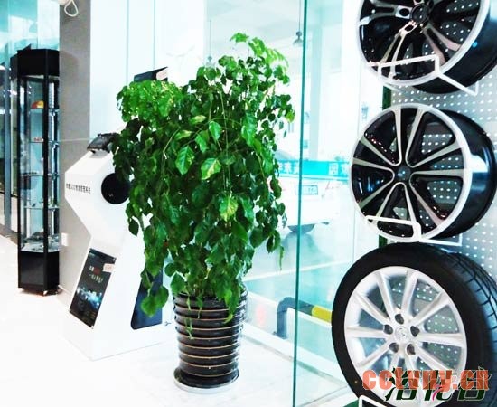 高花盆种什么花