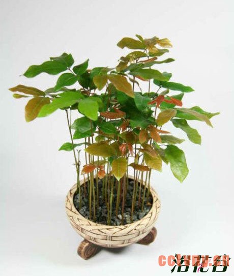 桂圆种子制作的小盆栽(图文)