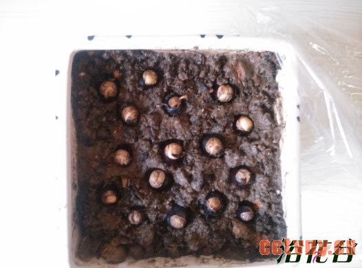 桂圆种子制作的小盆栽(图文)