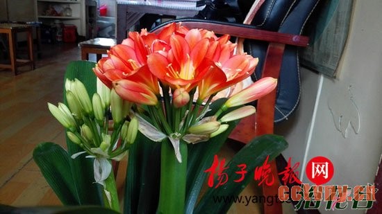 君子兰能活多少年