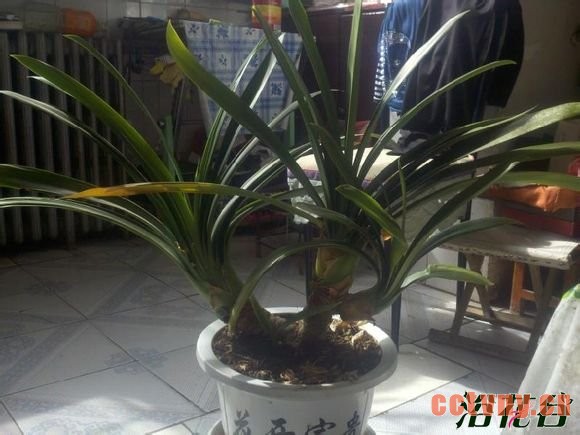 君子兰能活多少年