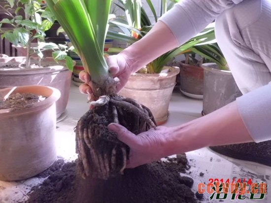 君子兰多长时间换土