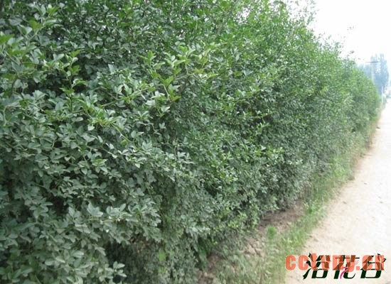 适合做围墙的植物