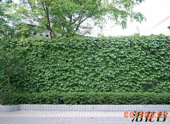适合做围墙的植物