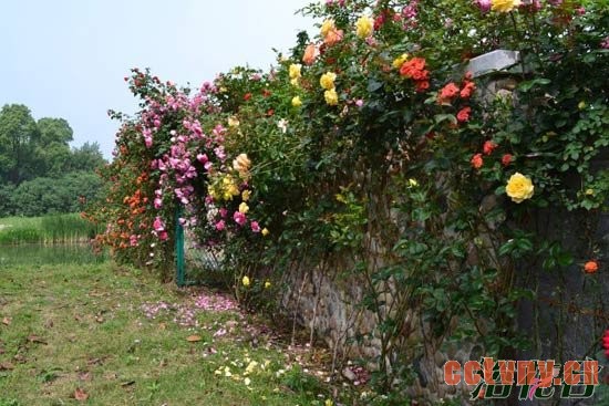 适合做围墙的植物