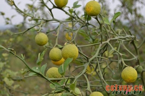 适合做围墙的植物