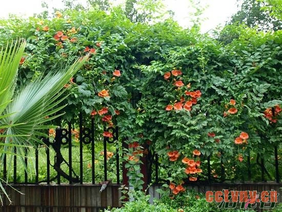 适合做围墙的植物