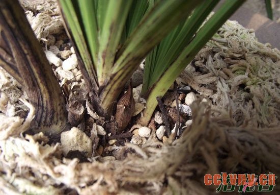 兰花掉花苞、花苞发黑、干枯原因分析