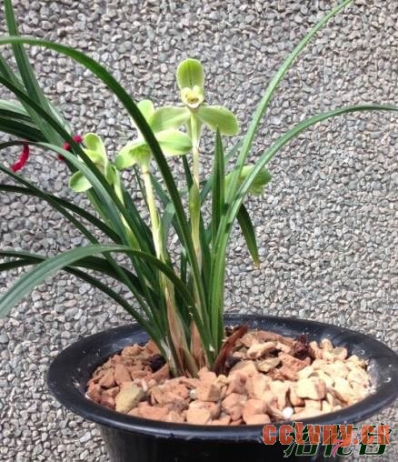 兰花不开花的原因(兰友经验)