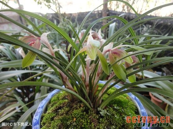 兰花不香的原因分析