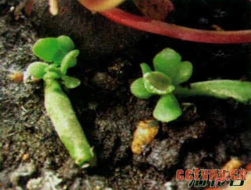 筒叶花月繁殖(图文详解)