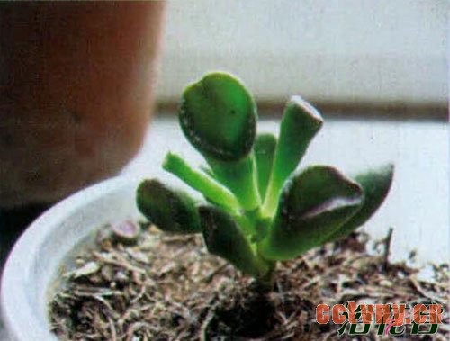 筒叶花月繁殖(图文详解)