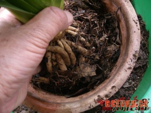 君子兰换土注意事项