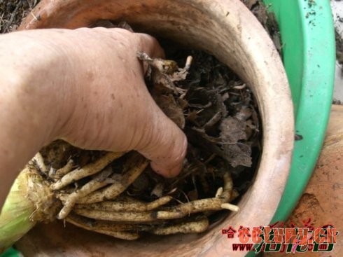 君子兰换土注意事项