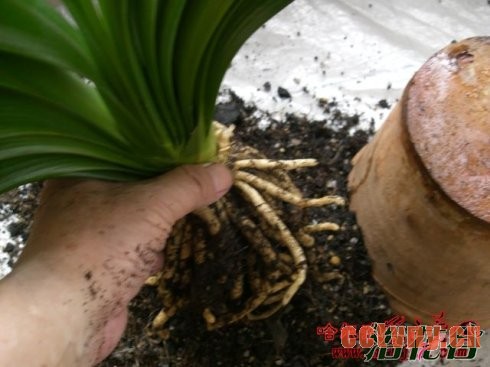 君子兰换土注意事项