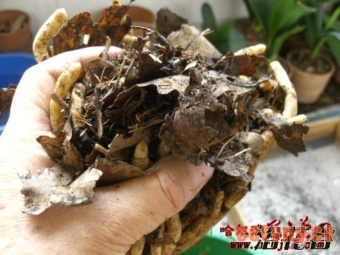 君子兰换土注意事项