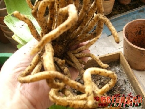 君子兰换土注意事项