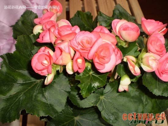 丽格海棠接种子(科普)