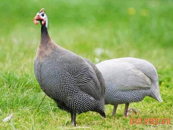 小小珍珠鸡 铺就致富路