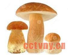 小小&ldquo;致富菇&rdquo;撑起大大幸福伞