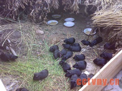 大学生回乡创业养殖黑豚延生的财富路