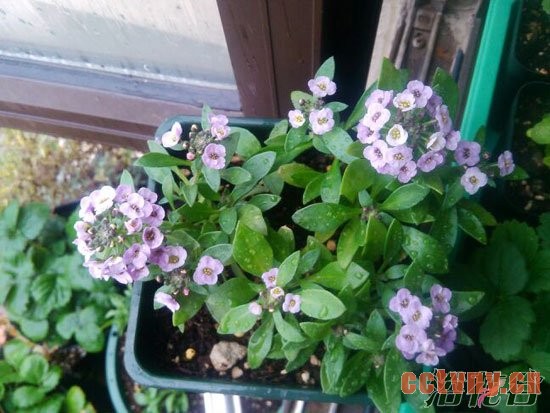 香雪球什么时候播种