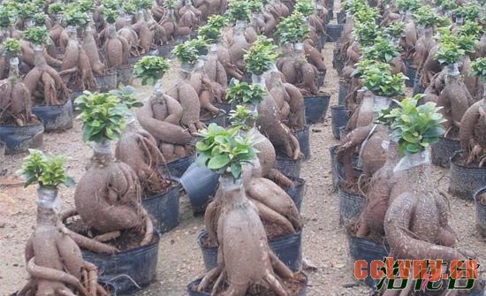 人参榕嫁接膜什么时候撕掉