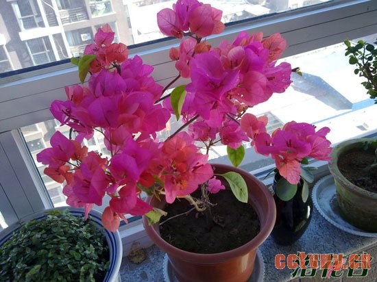 三角梅不开花的原因