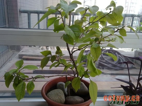 三角梅不开花的原因