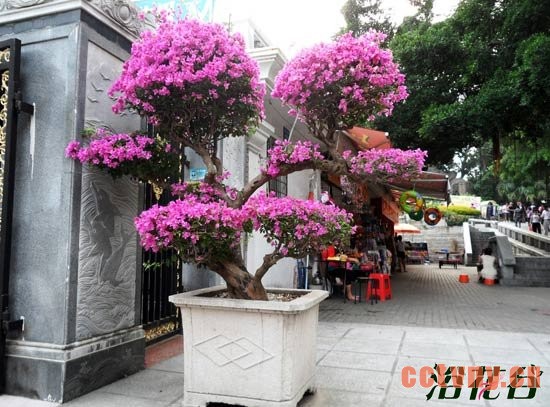 三角梅什么时候修剪