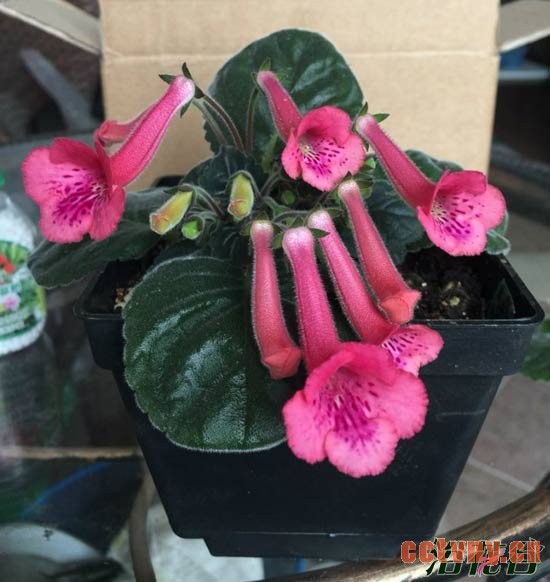 迷岩播种方法