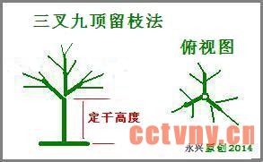 盆栽香椿树修剪实例
